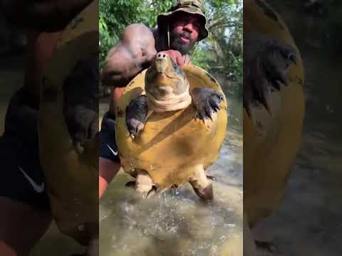 Best caption wins 🐢Jungle royalty with its shell on the throne “Orlitia borneensis”Black Bornean gia
