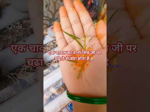 एक चावल का दाना शिव जी पर चढाने से क्या होता है🙏🙏#upay #शिव #pradeepmishrajidhankeupay #astrology