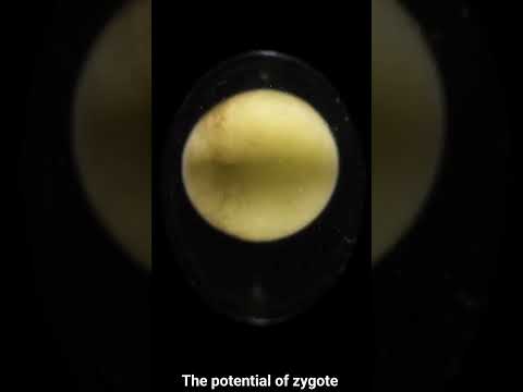 The Potential of Zygote From diploid cell to new organism#new#biology#embryology#trending#shorts