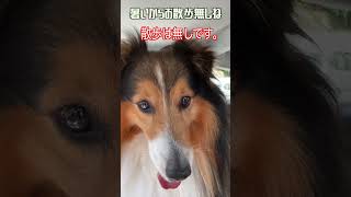 暑いからお散歩無しね