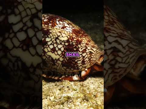 TOP 10 MOST POISONOUS ANIMALS IN THE WORLD🔥  #top10 #poisonous #animals #world