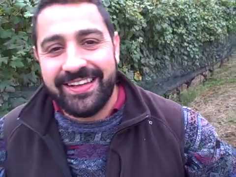 DBGitalia visits Alberto Alessandria of Crissante in his Barolo Gallina vyd, Oct'18