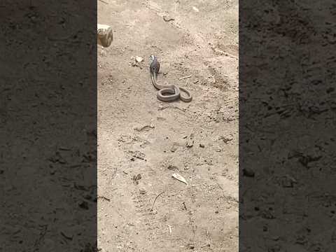 🐍snake#shortvideo ##viral #vlog #shorts