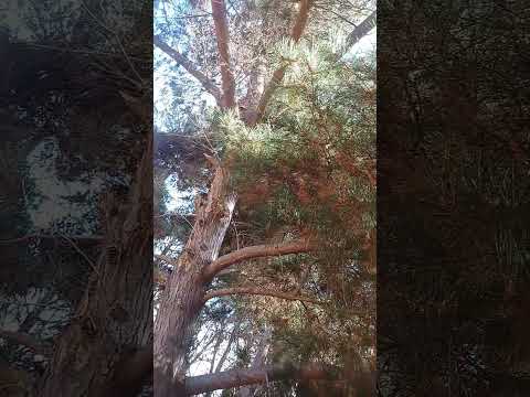 el tabo - arboles #eltabo #tabito #tabo