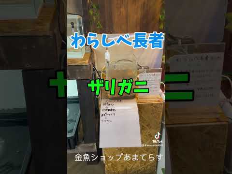 わらしべ長者3回目　ザリガニになりました！交換お待ちしてます！　　金魚ショップあまてらす長野県岡谷市若宮2丁目5-5
