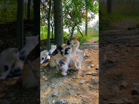 Cat Family Cuteness: Baby Kittens Playtime with Mom! #trending #cat #catlover #family #shorts