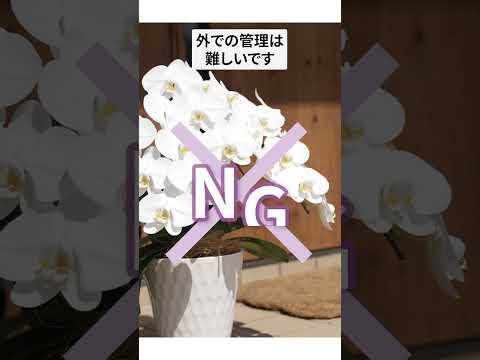 【胡蝶蘭】絶対にやってはいけない胡蝶蘭の育て方5選