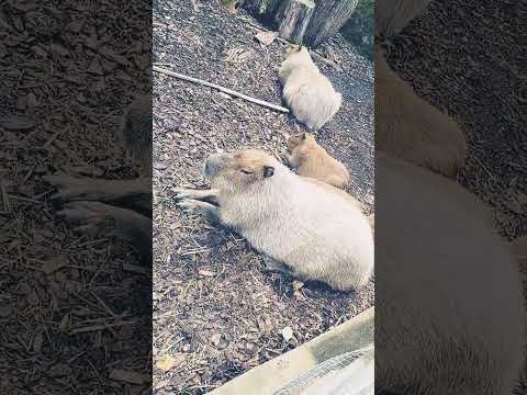 whats this animal