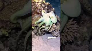 😱😱 #animals #funny #explore #laughloop #trending #viral #lol #fyp