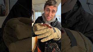 Baby Lobster Needed Help!