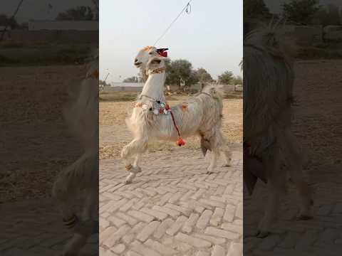 Nachi Bakra, a dancing goat from India! #funfacts