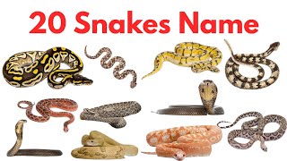 Snakes Name For Kids | Learn Snakes Types and Facts with Pictures and Sounds #snake