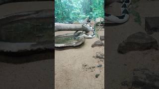 A rare sight of a snake drinking water/#shorts