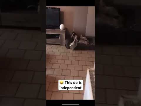 This #beagle #dog couldn’t wait to be fed, took matters on his own #paws  #shorts