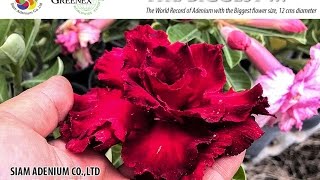 "Code 355" New 2015 Rosy Adenium