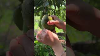 Don’t Scroll… This Mango Is Unreal