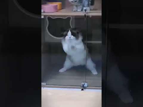 Funny cat videos |#cat #cats #funnycats