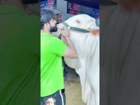 Ma Sha Allah wi8 bul#cowbeauty #animals #cow #bakramandi#bull #animals #viral #trending #goat #new
