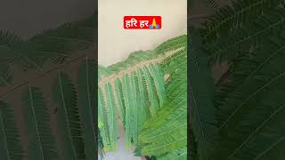 ekadashi ka MHA upay pradosh kal mein Karen  #video #pradoshkeupaypradeepmishraji