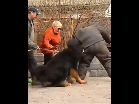 Tabbiant Mastiff #short #TabbiantMastiff #Dog #Mastiff