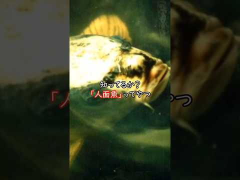 令和に蘇る悪夢…人面魚伝説の真相に迫る！#都市伝説  #怪現象 #怖い話