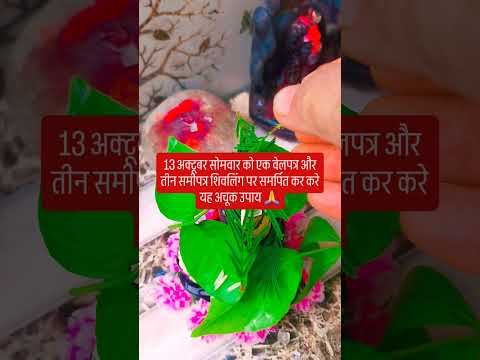 13 अक्टूबर सोमवार को एक वेलपत्र और तीन समीपत्र शिवलिंग पर समर्पित कर करे यह अचूक उपाय 🙏 #upay #hindu
