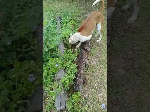 หมาจัมโบ้ 3ขา หาอะไร???(สรุปผมโดนหลอก)