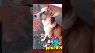 🐕🍛#mypetdog  #tamilfunnystatus #trending
