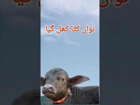 nawan katta khul gya jay.  liaquat ali chattha