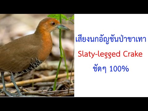 เสียงนกอัญชันป่าขาเทา Slaty-legged Crake 2021 ชัดๆ