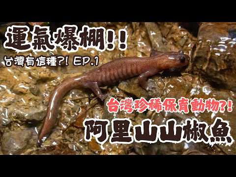 【阿里山山椒魚】台灣居然有這種東西？台灣保育的山中微笑精靈！運氣爆棚才能發現牠？【台灣有這種?! EP.1】｜衝山蛇What The Sssnake!——台灣野生動物系列