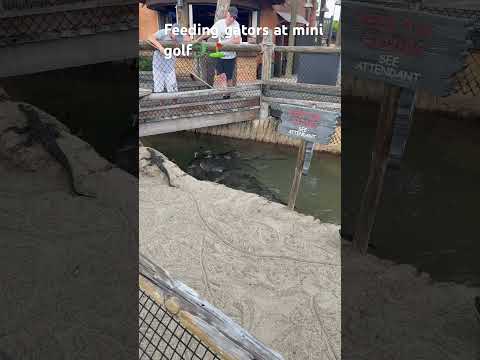 Feeding Gators at MiniGolf.⛳️🐊#minigolf  #like  #subscribe #roadtoo100subs #shorts  #Orlando #fun
