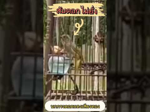 นกกรงดอกเเตงที่ร้องดีที่สุดในโลก!!