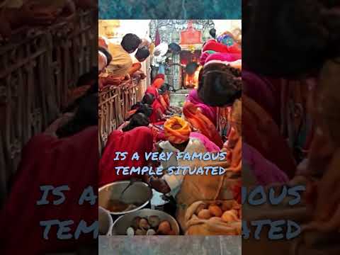 Joe Rogan: There's a Temple in India where they Worship Rats!