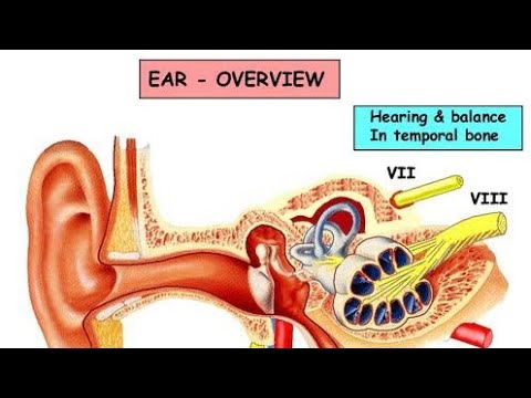 The ear class 11th #biology #neet2023 #neet