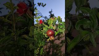 Pomegranate Growing In The Middle East S1045 #trending #shorts #fruit #cute #love #family