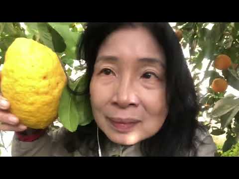 60s亞嫲｜西西里檸檬🍋老豆，你見過未呢🤷🏻‍♀️