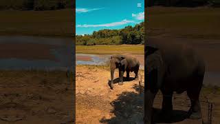 Elephant #srilankanyoutuber #elephant #visitsrilanka #kandy #srilanka