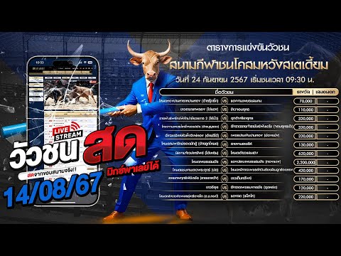 🔴#ถ่ายทอดสด สนามกีฬาชนโคสมหวัง วันที่ 24/9/67 #วัว #วัวสดวันนี้. #วัวชนวันนี้ #ไลฟ์สด