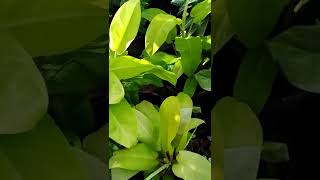 #Short#ฟิโลทอง หรือฟิโลเดนดรอนสีทอง ไม้ใบสวยสีทองเป็นไม้เลื้อยปลูกเลี้ยงง่าย