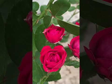 Beautiful roses || Garden on terrace || Rooftop gardening||shot on iPhone 12mini