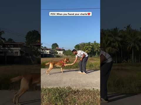 True love #akashashi #dogshorts #doglover #dogs
