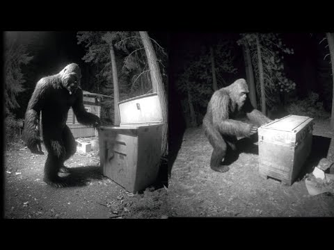 Video Shows Bigfoot Opening Trash Bin - Filmed by Wildlife Researcher!
