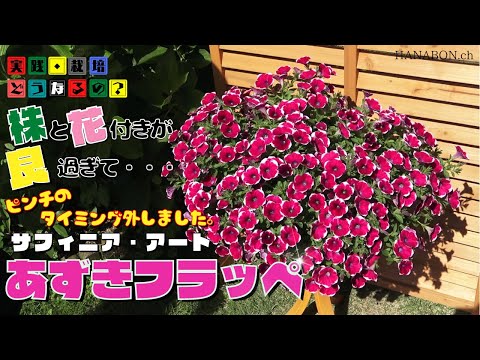 実践・栽培・どうなるの？【春植え】株と花付きが良すぎて！ピンチのタイミング外しました。【サフィニアアートあずきフラッペ】植え方・育て方・育ち方【園芸】
