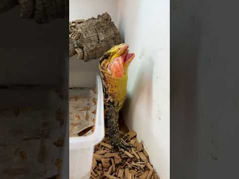 Feeding Real Life Dinosaurs! *RARE* #shorts #reptiles #animals #science #lizard #dinosaur