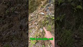 Traditional gold prospecting! I found gold in termite soil with amazing results#goldrush #goldmining