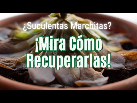 ¿Suculentas Marchitas ¡Descubre Cómo Salvar Tus Plantas Ahora!