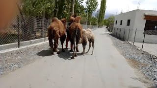 #RandomVlog#ladakhilifestyle 