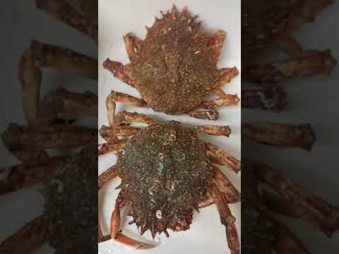 কাঁকড়া, Sea crabs,Granseola Fresca #Shorts