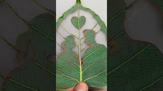 Amazing leaf carving art 👍🏻♥️😱😱😱#shorts #viralshort #leafcarving #trending